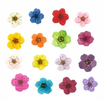 20pcs Naravnih Majhne Narcise Posušeno Cvetje Za Uro Doma Dekoracijo DIY Dekoracijo